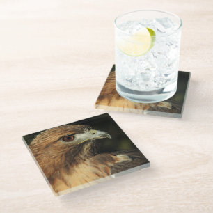 Red Tailed Hawk Glass Coaster