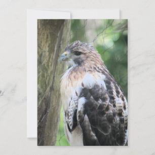 Red tailed hawk holiday card