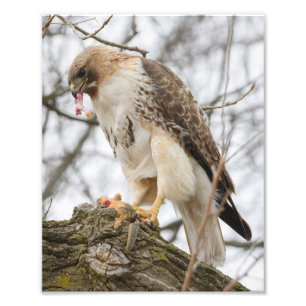 Red-tailed Hawk Hunting  Photo Print