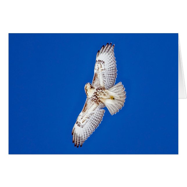 Red Tailed Hawk In Flight (Front Horizontal)