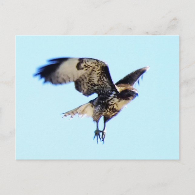 Red-tailed Hawk in Flight Custom Postcard (Front)