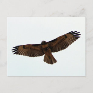 Red-tailed Hawk in flight, Humboldt County, CA Postcard