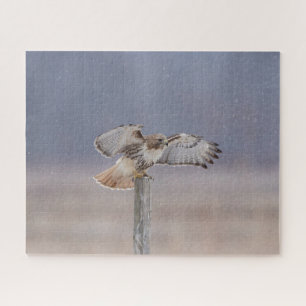 Red-tailed hawk in flight jigsaw puzzle