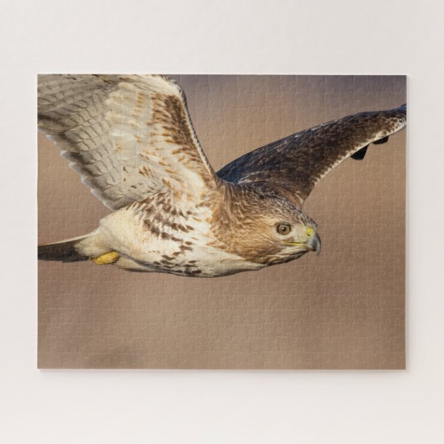 Red-tailed hawk in flight jigsaw puzzle (Horizontal)