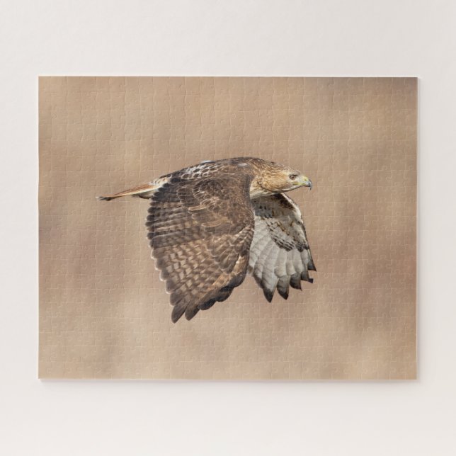 Red-tailed hawk in flight jigsaw puzzle (Horizontal)