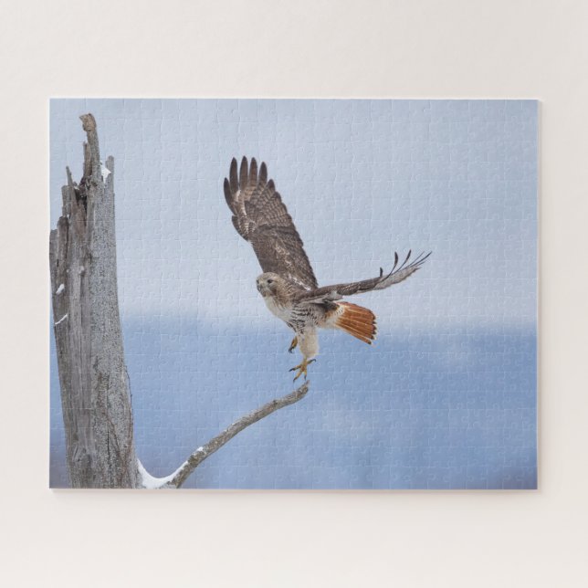 Red-tailed hawk in flight jigsaw puzzle (Horizontal)