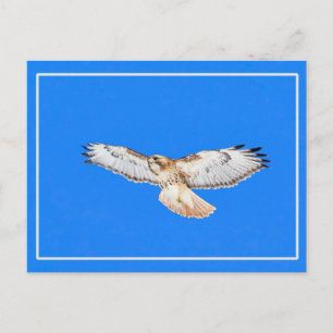 Red Tailed Hawk In Flight Postcard