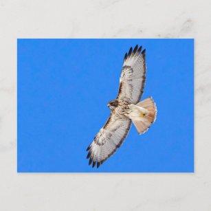 Red Tailed Hawk In Flight Postcard