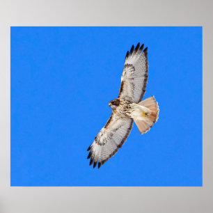 Red Tailed Hawk In Flight Poster
