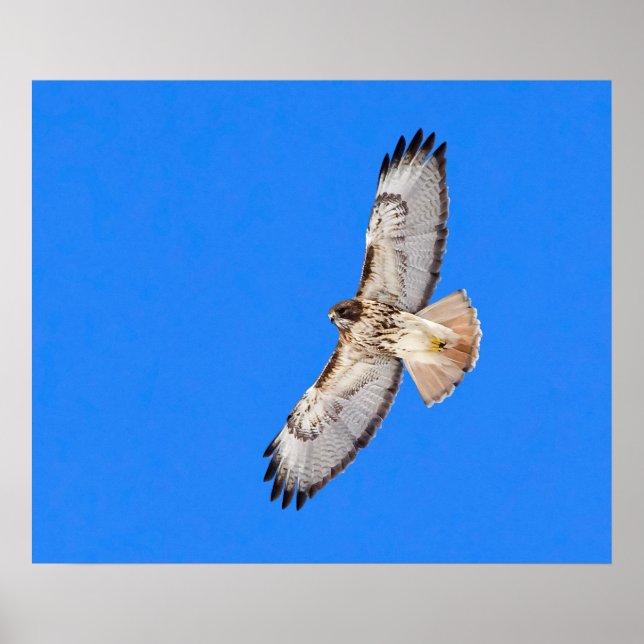 Red Tailed Hawk In Flight Poster (Front)
