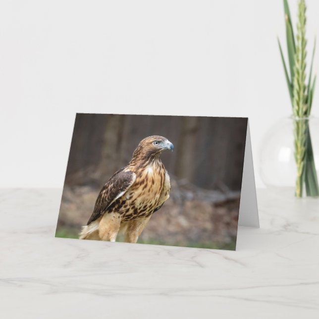 Red-tailed hawk in the Hudson Valley Card (Front)