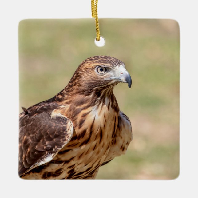 Red-tailed hawk in the Hudson Valley Ceramic Ornament (Front)