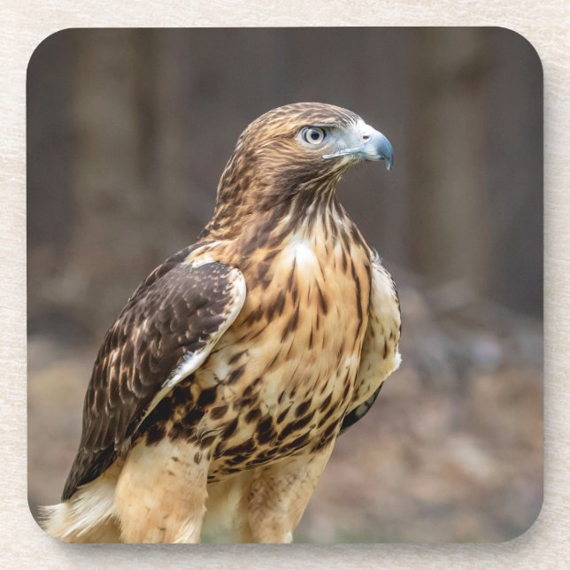 Red-tailed hawk in the Hudson Valley Coaster (Front)