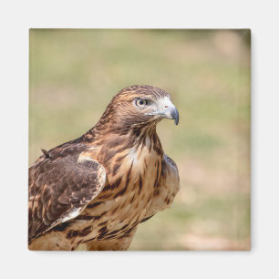 Red-tailed hawk in the Hudson Valley Magnet