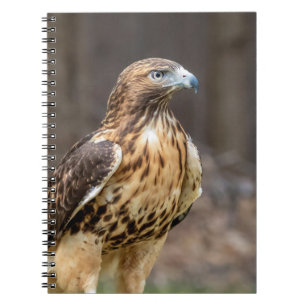 Red-tailed hawk in the Hudson Valley Notebook