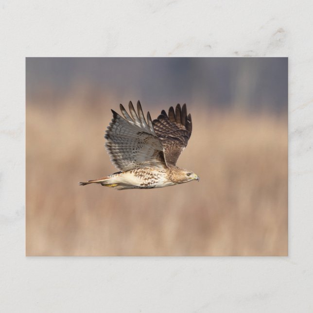 Red-tailed hawk in the Hudson Valley Postcard (Front)