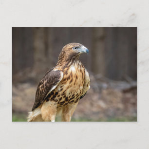 Red-tailed hawk in the Hudson Valley Postcard