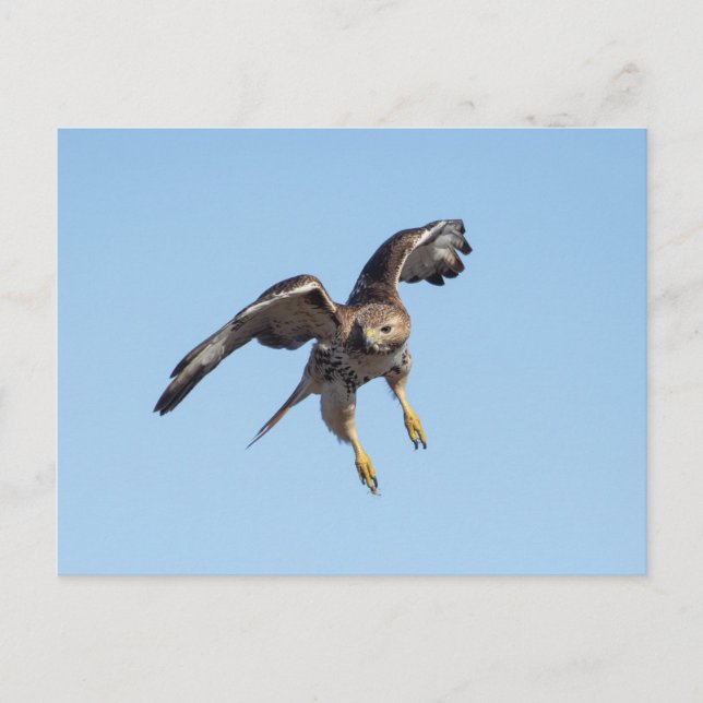 Red-tailed hawk in the Hudson Valley Postcard (Front)