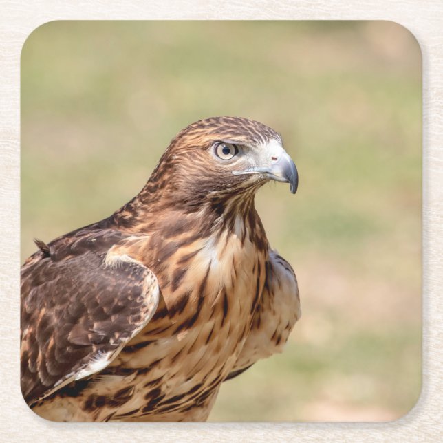 Red-tailed hawk in the Hudson Valley Square Paper Coaster (Front)