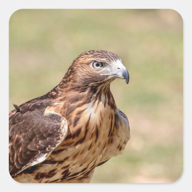 Red-tailed hawk in the Hudson Valley Square Sticker (Front)