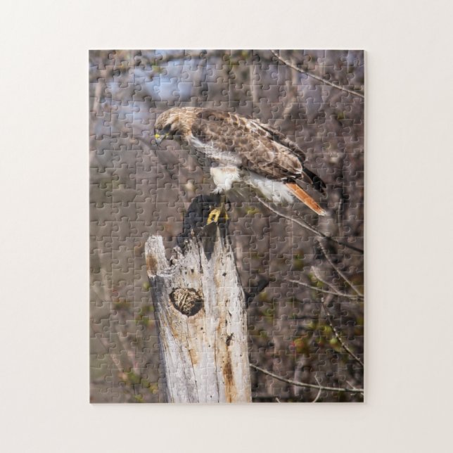 Red-tailed Hawk Jigsaw Puzzle (Vertical)