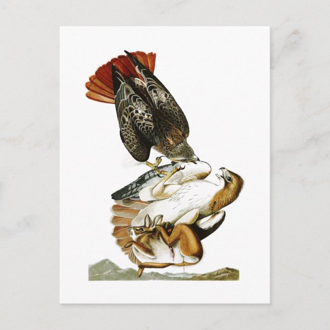 Red-tailed Hawk John James Audubon Birds America Postcard (Front)
