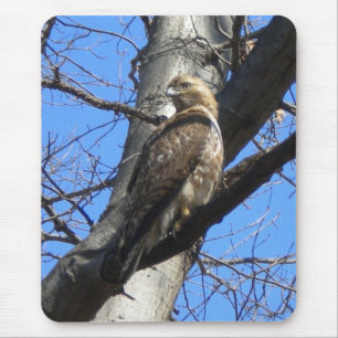 Red Tailed Hawk (Juevenile) Mouse Pad