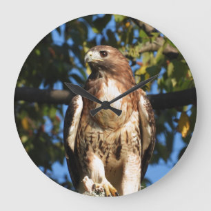 Red Tailed Hawk Large Clock