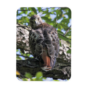 Red-tailed Hawk Magnet