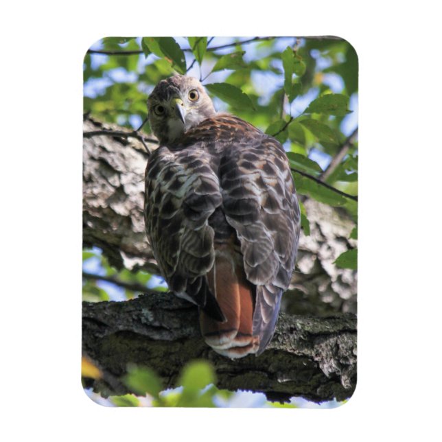 Red-tailed Hawk Magnet (Vertical)