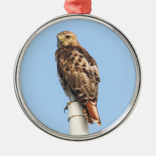 Red-tailed Hawk Metal Ornament