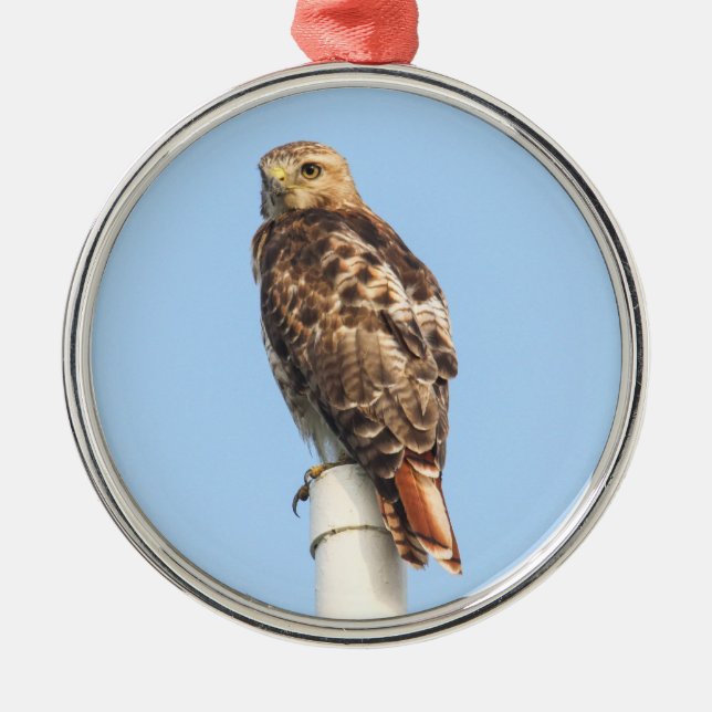 Red-tailed Hawk Metal Ornament (Front)