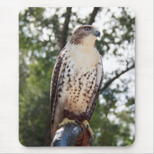 Red-Tailed Hawk Mouse Pad