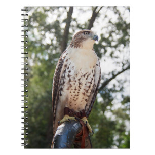 Red-Tailed Hawk Notebook