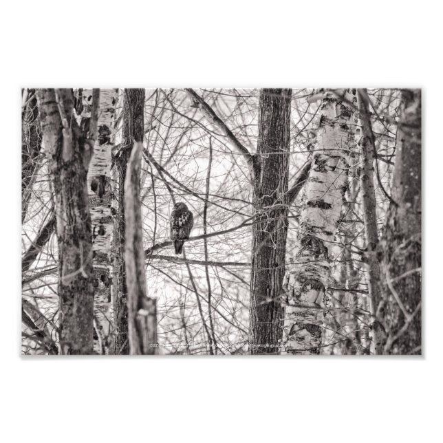 Red-tailed Hawk P8443 Photo Print (Front)