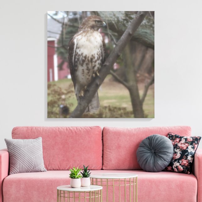 Red-tailed Hawk Perched on Branch 24" x 24" Canvas Print (Insitu(LivingRoom))