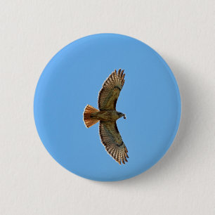 Red-Tailed Hawk Photo 2 Inch Round Button