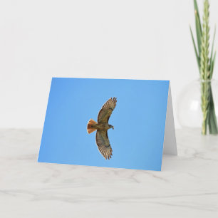 Red-Tailed Hawk Photo Card