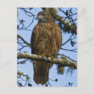 Red Tailed Hawk Photo Postcard