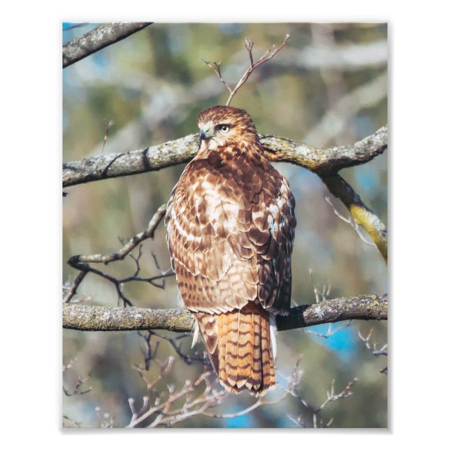 Red-tailed Hawk  Photo Print (Front)