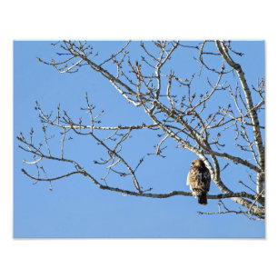 Red Tailed Hawk Photo Print