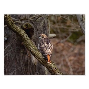 Red-Tailed Hawk Photo Print