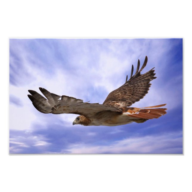 Red Tailed Hawk Photo Print (Front)