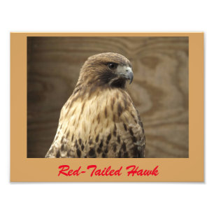 Red-tailed hawk photo print
