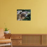 Red-tailed Hawk Photographic