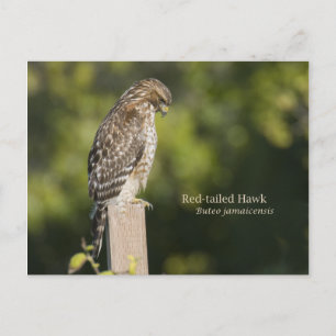 Red-tailed Hawk Postcard