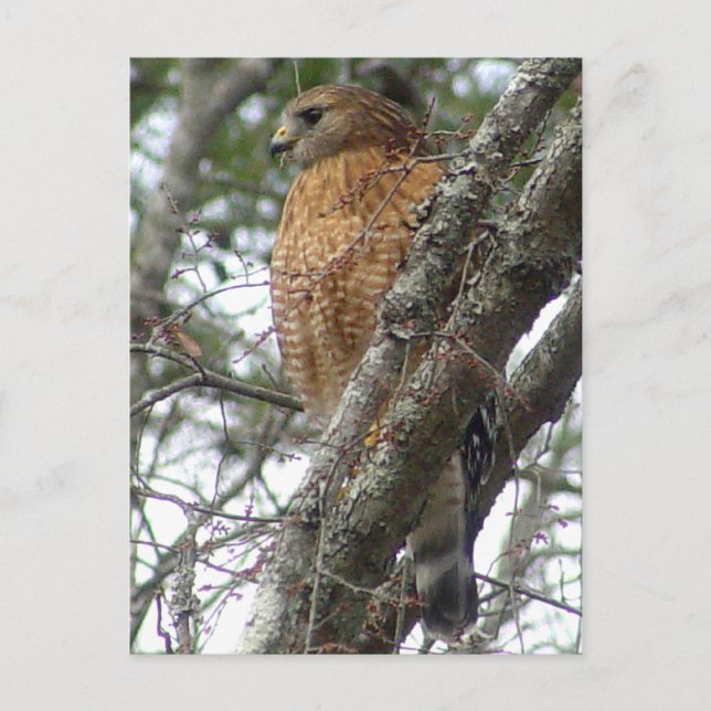 Red Tailed Hawk Postcard (Front)