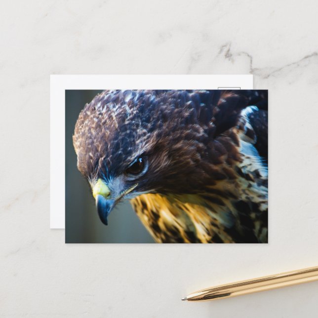 Red Tailed Hawk Postcard (Front/Back In Situ)