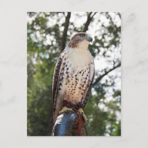 Red-Tailed Hawk Postcard