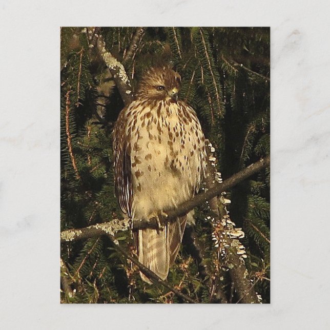 Red Tailed Hawk Postcard (Front)